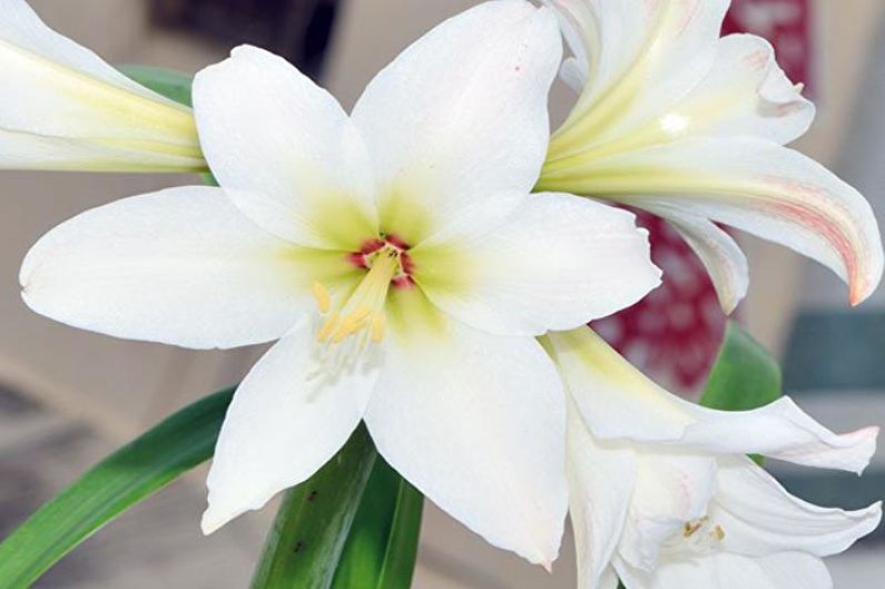 Hippeastrum - photo