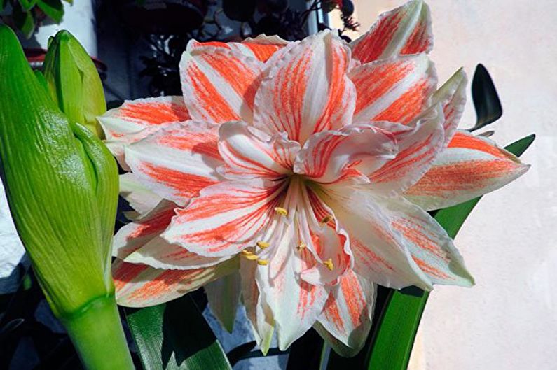 Hippeastrum - photo