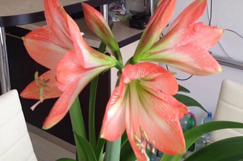 Hippeastrum - photo
