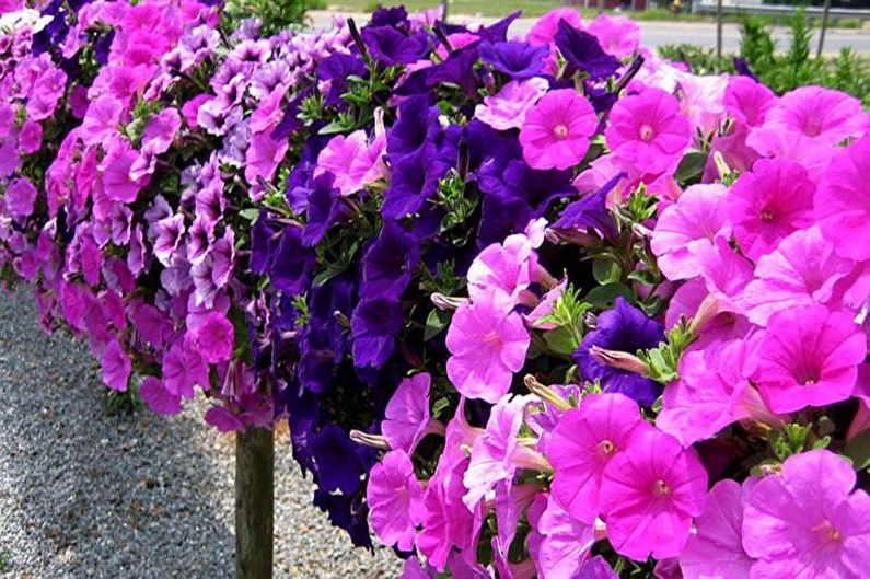 Petunia - General Description