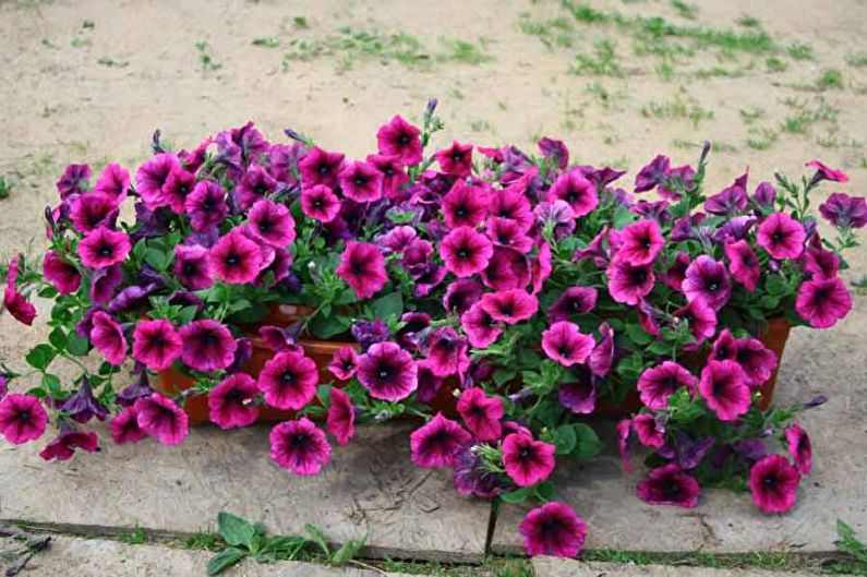 Petunia - Growing