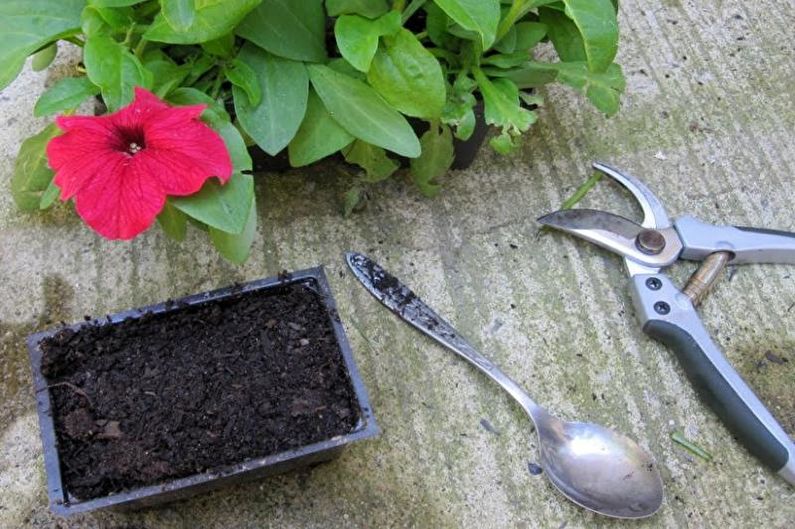 Petunia - Fertilizers