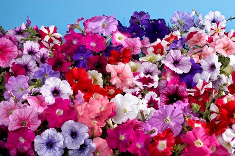 Petunia - Lighting