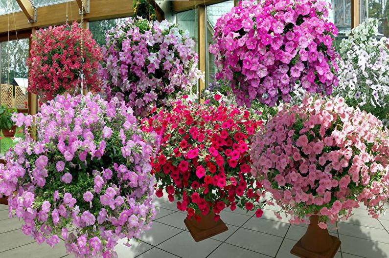 Ampelic Petunia