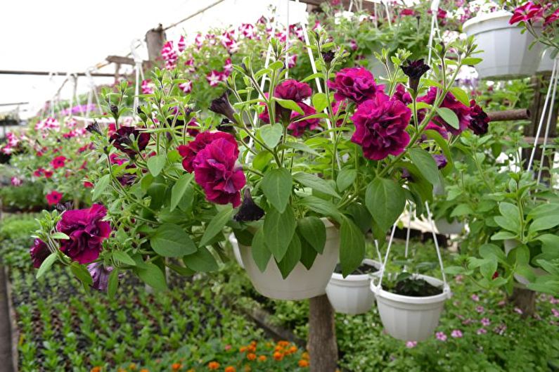 Petunia - photo