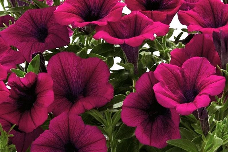 Petunia - photo
