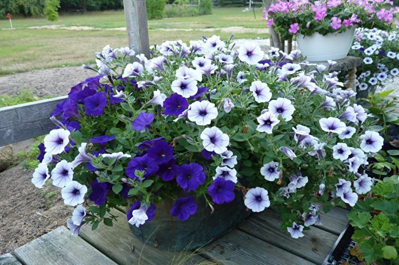 Petunia - photo