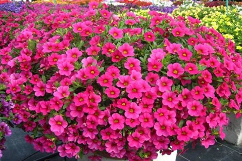 Petunia - photo