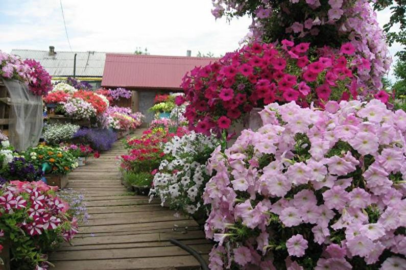 Petunia - photo