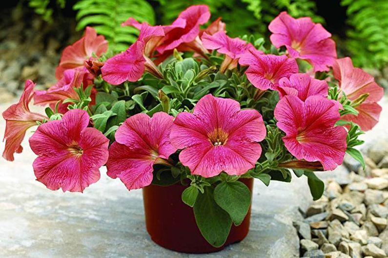 Petunia - photo