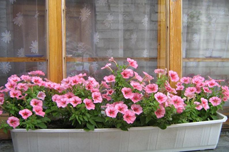 Petunia - photo