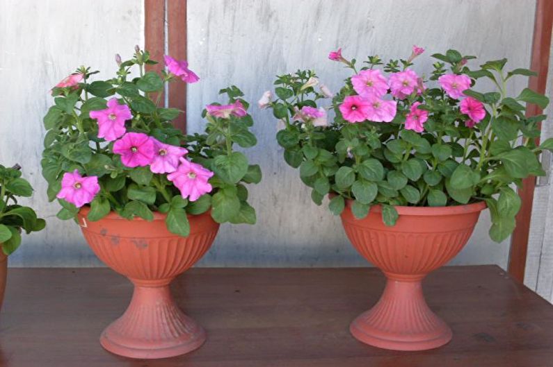 Petunia - photo