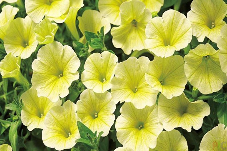 Petunia - photo