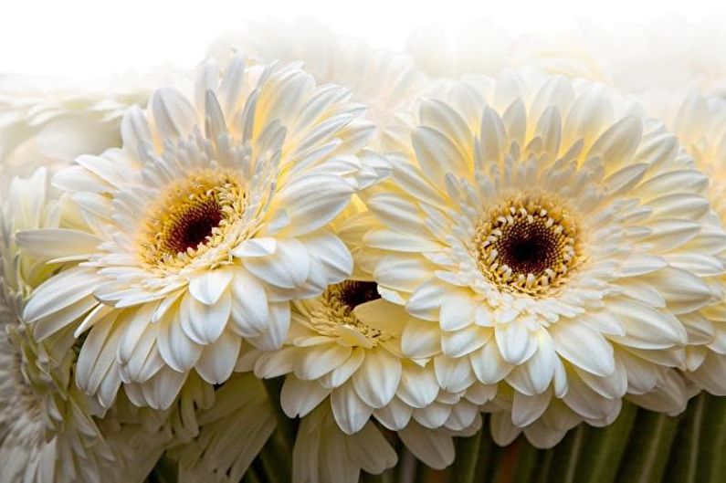 Gerbera - Περιγραφή