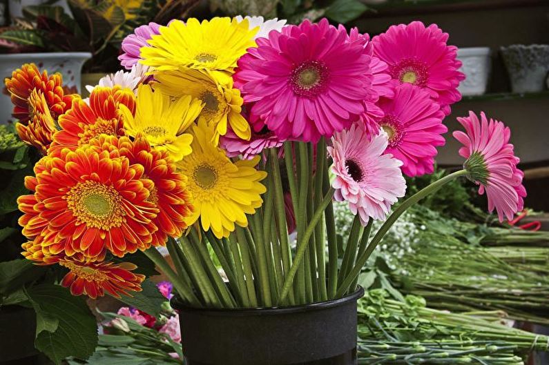 Gerbera - Θερμοκρασία