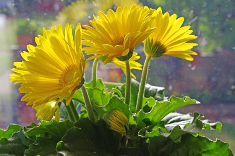 Gerbera - Φωτισμός