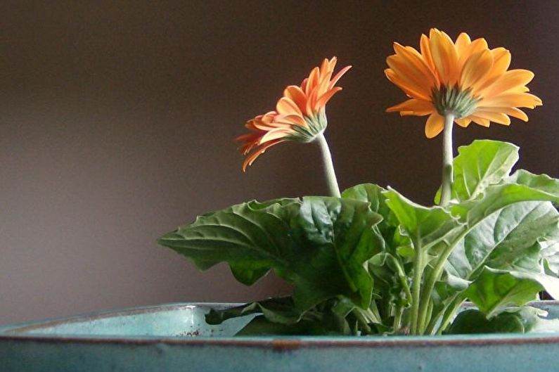 Gerbera - Φωτισμός