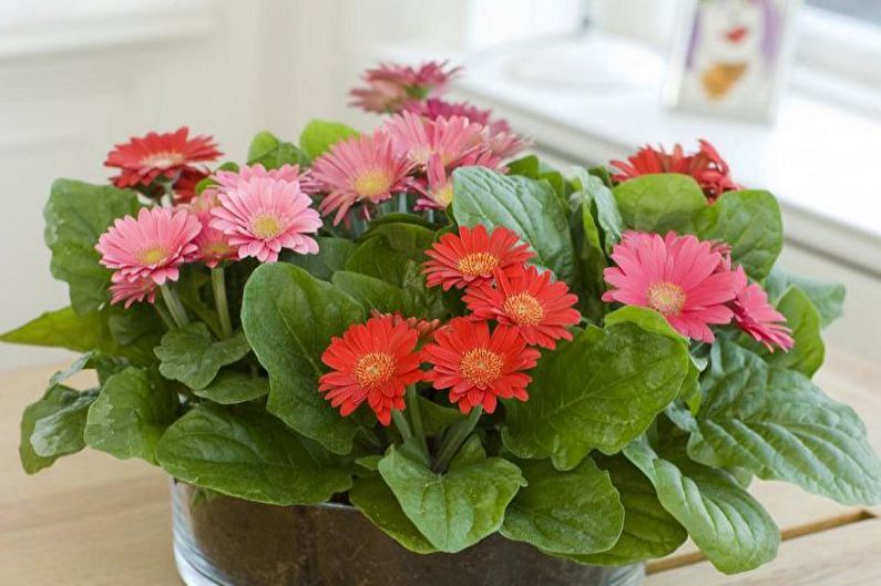 Gerbera - Μεταμόσχευση