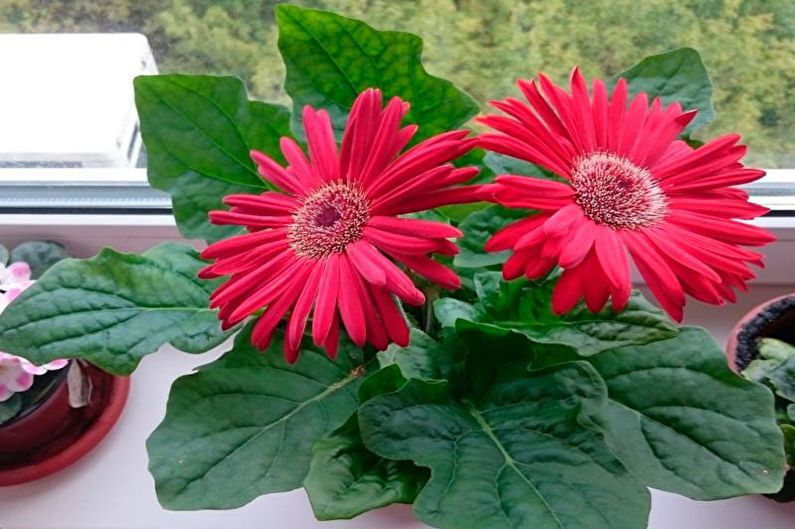 Gerbera - φωτογραφία