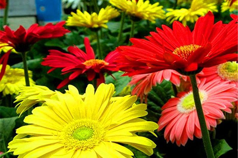 Gerbera - φωτογραφία