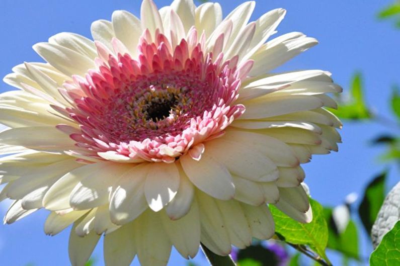 Gerbera - φωτογραφία