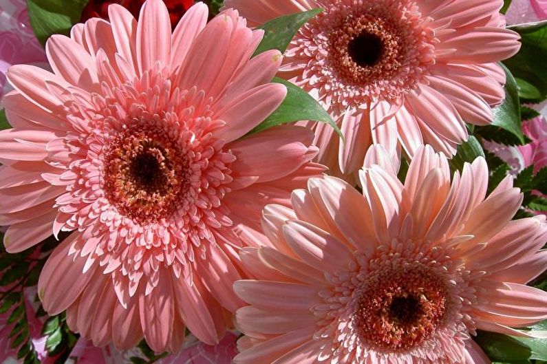 Gerbera - φωτογραφία