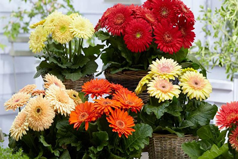 Gerbera - φωτογραφία