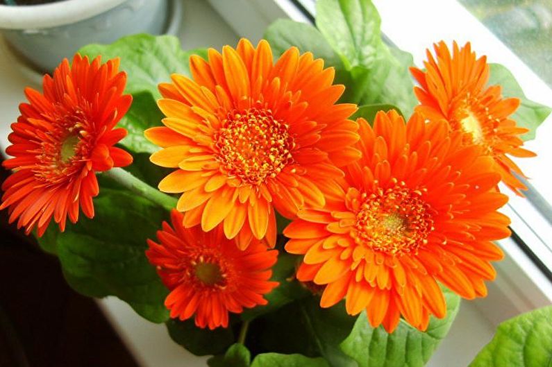 Gerbera - φωτογραφία