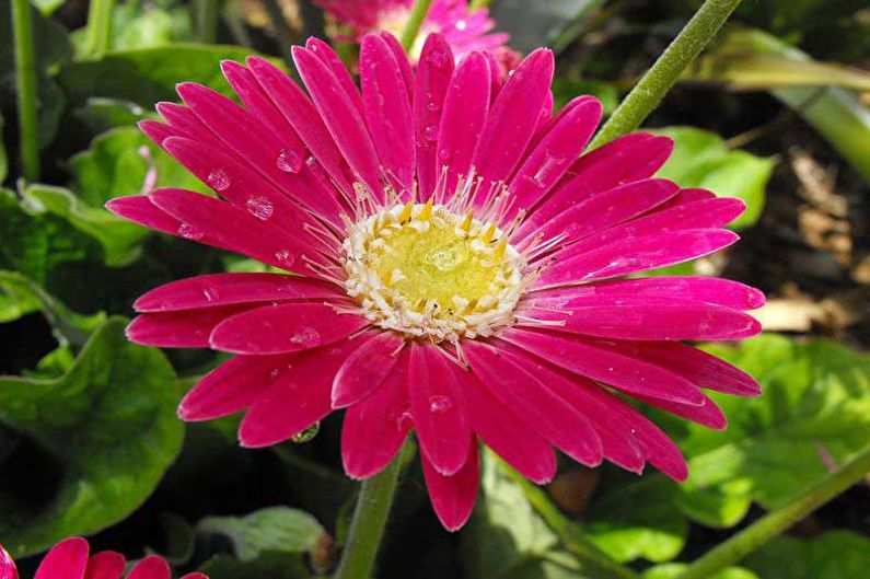 Gerbera - φωτογραφία