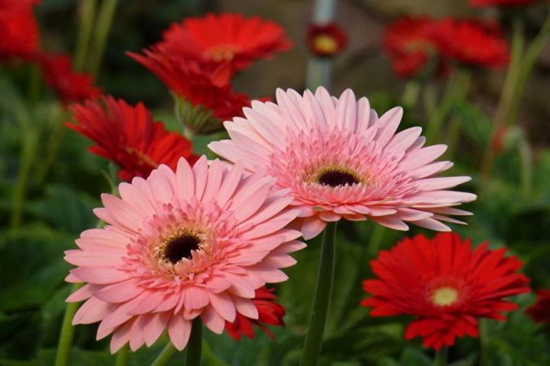 Gerbera - φωτογραφία
