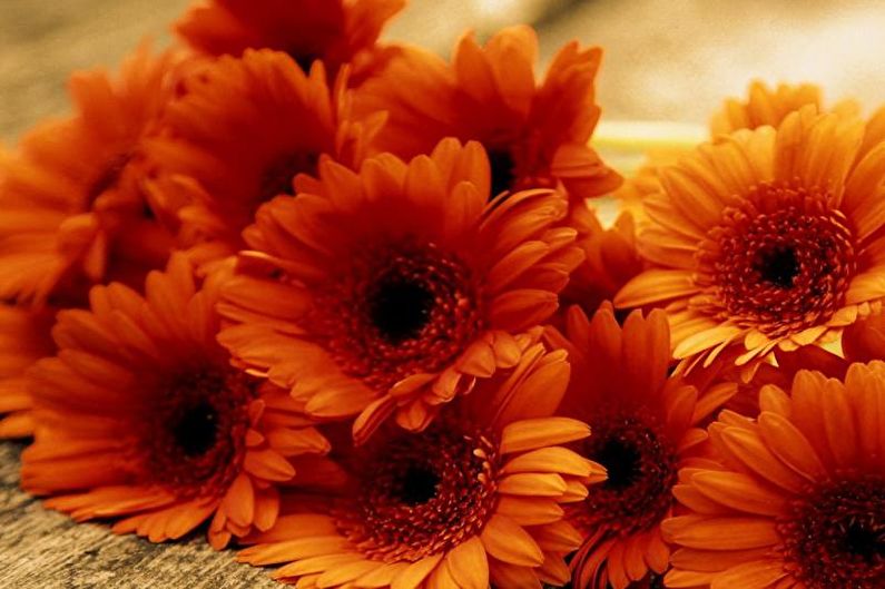 Gerbera - φωτογραφία