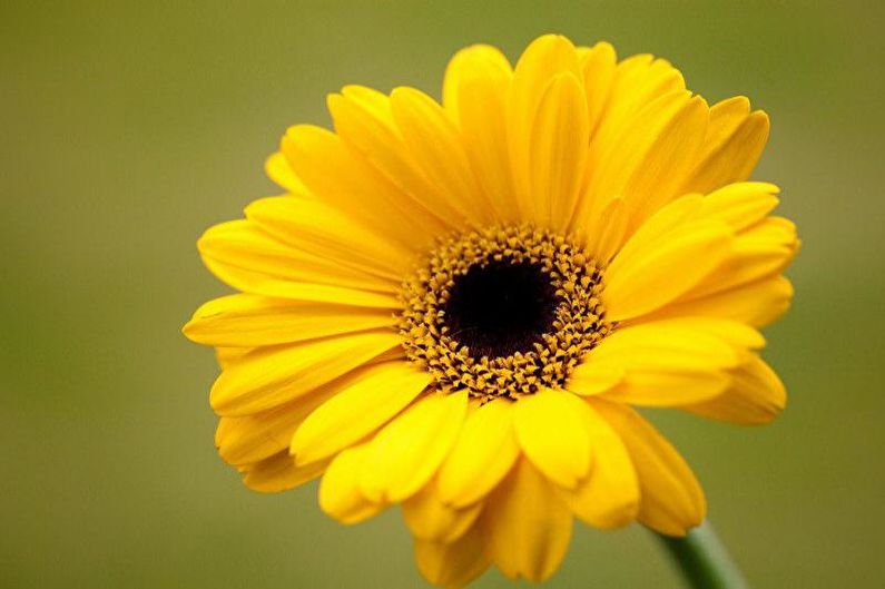 Gerbera - φωτογραφία