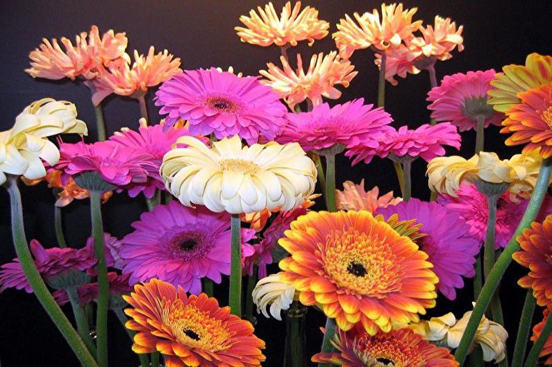 Gerbera - φωτογραφία