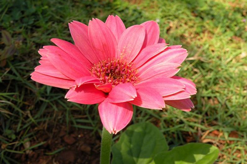 Gerbera - φωτογραφία