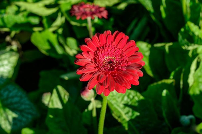 Gerbera - φωτογραφία