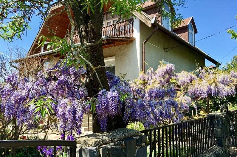 Wisteria - Allmän beskrivning