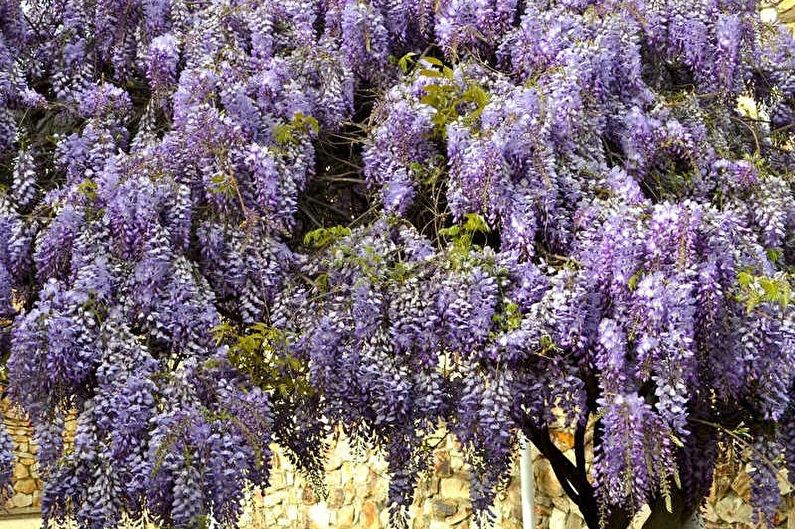 Kinesiska Wisteria