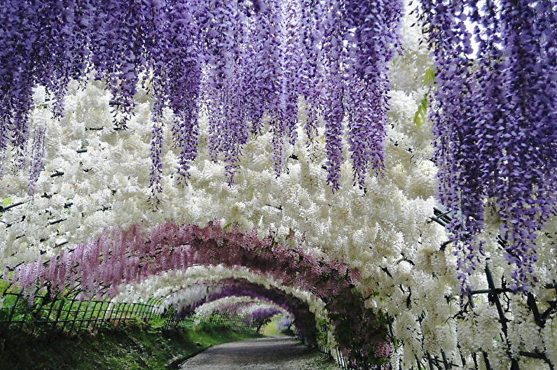 Japanese Wisteria