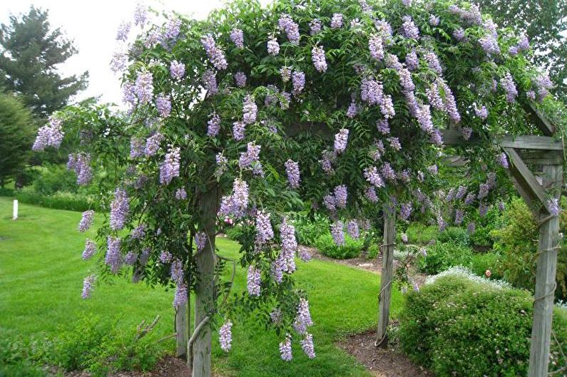 Wisteria Blue Moon
