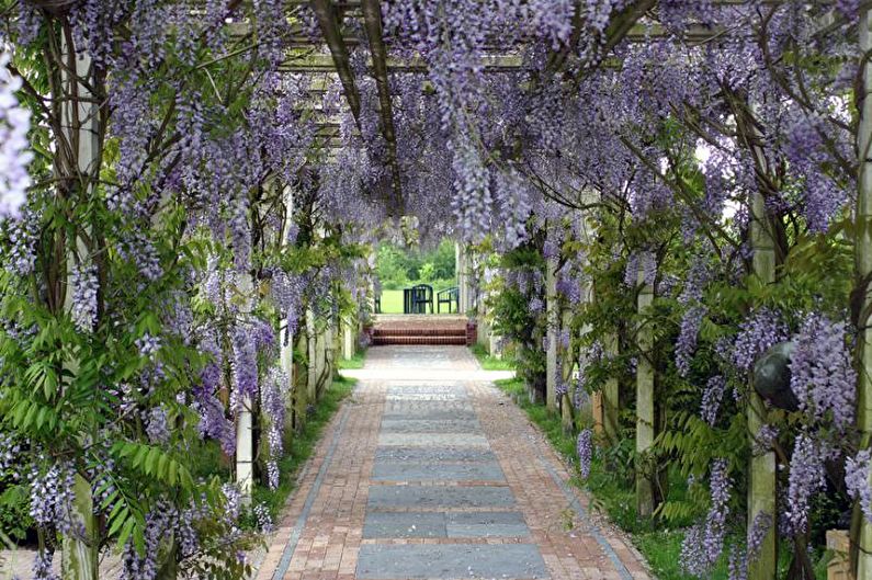 Wisteria - Ljus och värme