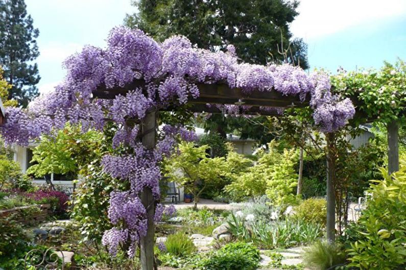 Wisteria - vattning