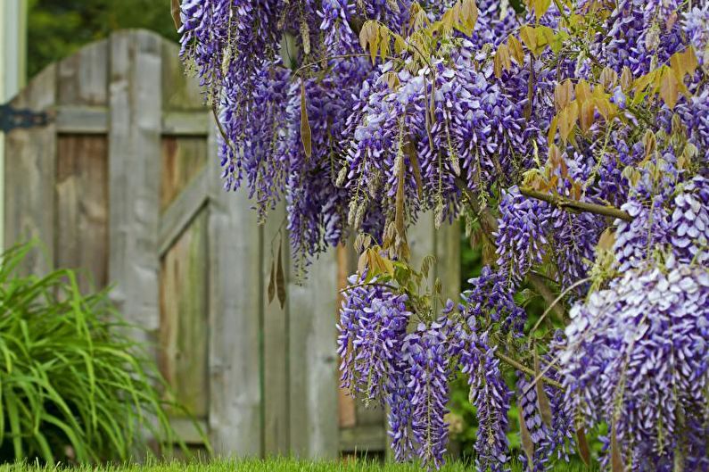 Wisteria - Jord