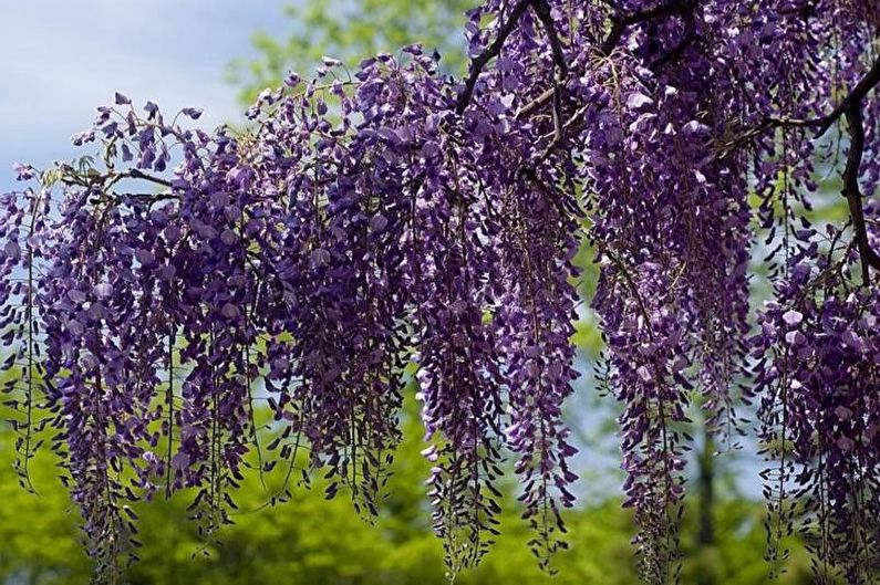 Wisteria - Beskärning