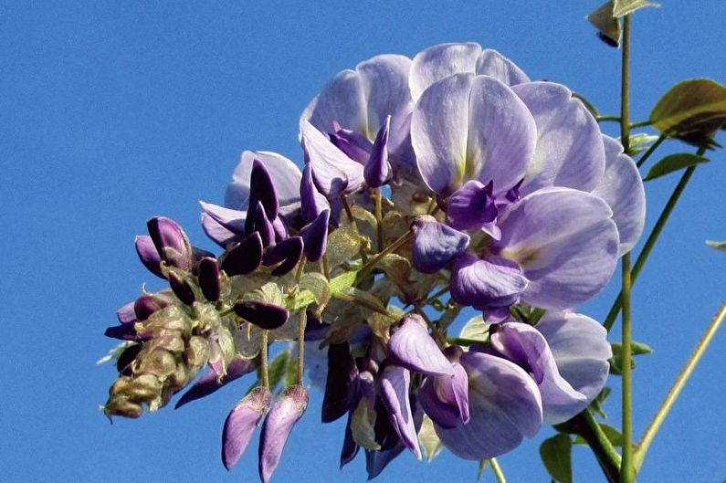 Wisteria-förökning