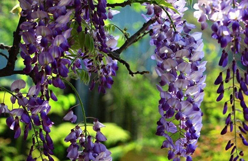 Wisteria-förökning