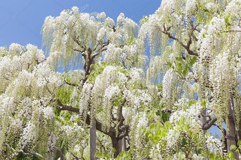 Wisteria - foto