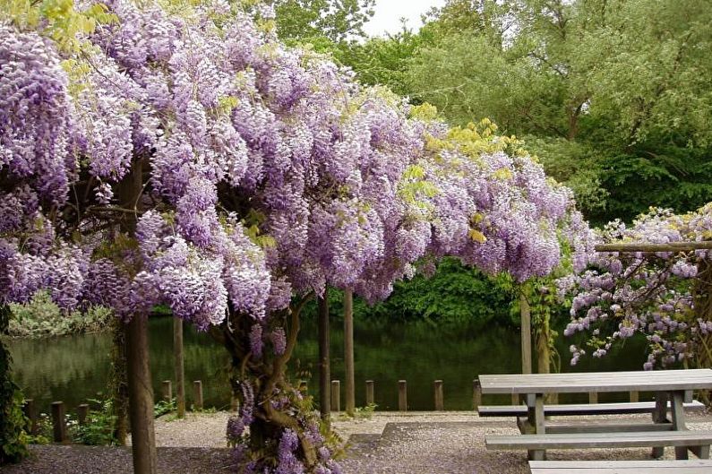 Wisteria - foto