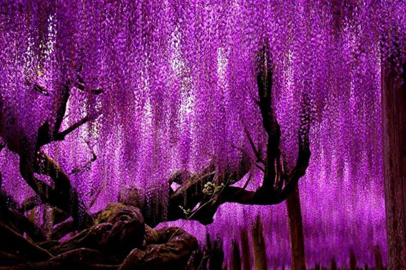 Wisteria - foto