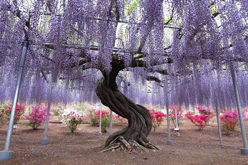 Wisteria - foto