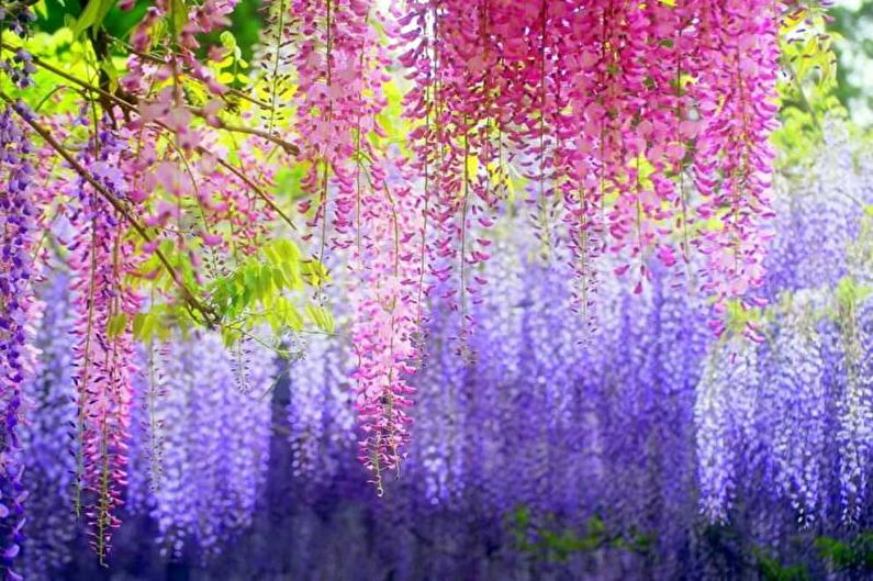 Wisteria - foto